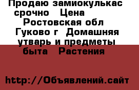Продаю замиокулькас  срочно › Цена ­ 2 700 - Ростовская обл., Гуково г. Домашняя утварь и предметы быта » Растения   